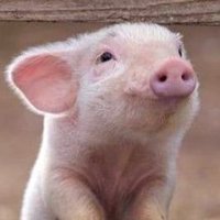 だよし。 (@dayoshimanpuku) 's Twitter Profile Photo