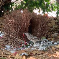 💧💦Bowerbird (@mangotree_books) 's Twitter Profile Photo