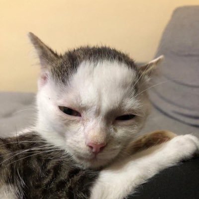 slut4tomatosoup's profile picture. 24. any pronouns. hockey and aftg.