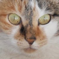 kubotan (@kubotan_net) 's Twitter Profile Photo