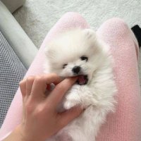 CANDY PETS (@growth40879) 's Twitter Profile