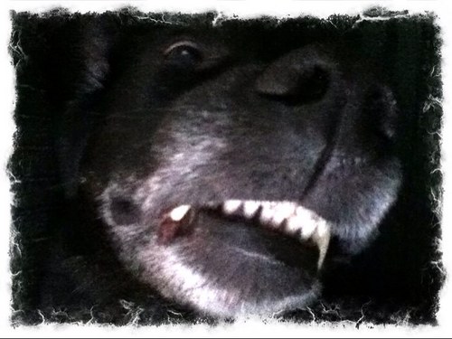 RobisonShawn's profile picture. 