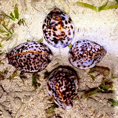 B0D0uWLeTbmkwCn's profile picture. 貝拾い歴7年目。宝貝メイン自己採集66種類。シーグラス、ビーチコ、手作り、DIY、アンティーク、コイン、海、山、自然、車。気の合う方宜しくです‼︎