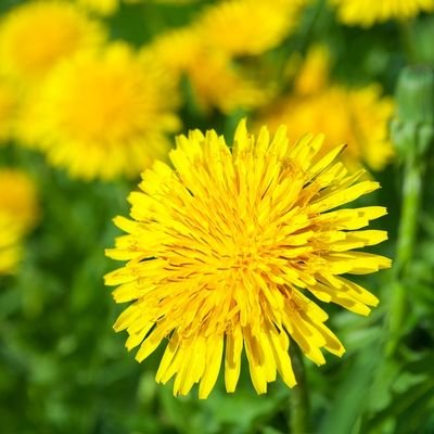 retasutotomoni's profile picture. 第五人格と文ストが大好きです！！   無言フォロー失礼します