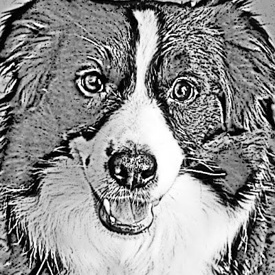 Est. 2019, Border Collie family of 5, Spanish Royal Canines 🐾 canine performers & models 🐾 Follow us if you 🫶🏼 Border Collies | Family friendly content