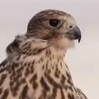 تركي آل خليفة (@turki__mohd) Twitter profile photo