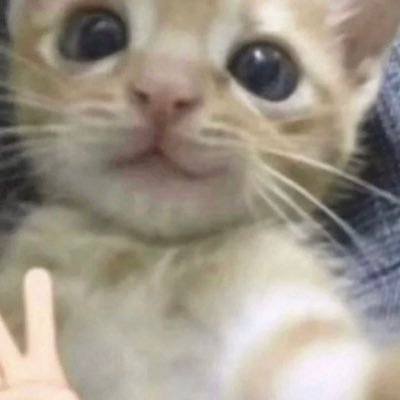 뇽さんのプロフィール画像