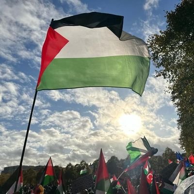 suehisass's profile picture. 