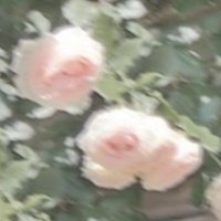 ⑅⃛ (@t___o4o4) 's Twitter Profile
