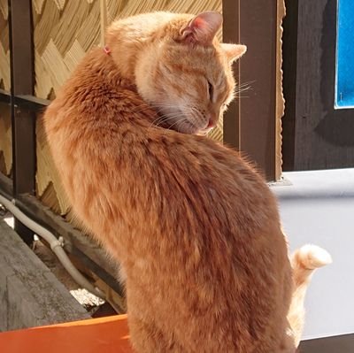 ZYnkIIkWFVwKyao's profile picture. よろしくお願いします。