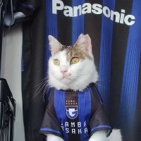 🐈ねこガンバ🐈(@Jy2JEYZ2iXilWbE) 's Twitter Profile Photo