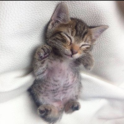 PUVFC's profile picture. Daily doses of feline fun! 🐱😺 Cat videos that'll make your day. Follow us for daily purrfection. #Cats #FunnyCats