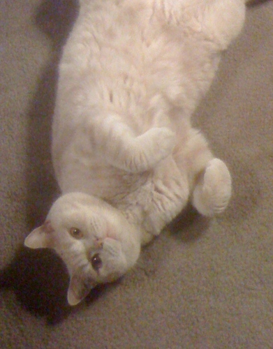 ModernFamilyPet's profile picture. Offering you top of the line boarding. grooming, training and updating you on the latest in pet care. Portland OR. USA (503) 654-8743.