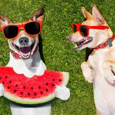 ⛲Pets breaking the internet pawsitively! 🐾 Unleash the cuteness, quirky antics, and heart-melting moments. Where fluff meets fun! follow me on @Arsenal4lover