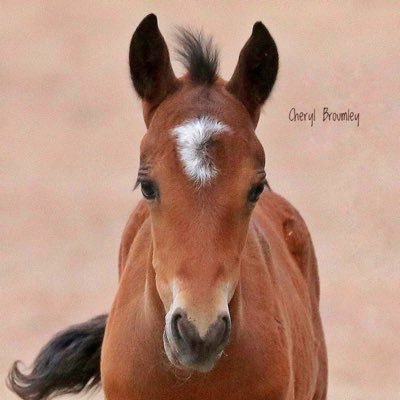 Fish Springs Wild Horses in the Pine Nut Mountains NV Stay tuned 4 all the action stories photo tours by Cheryl Broumley email us at CountryExcursionsNv@aol.com