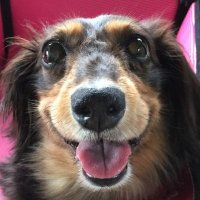 つねきち (@chokitomato) 's Twitter Profile