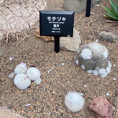 junmochi1211's profile picture. 