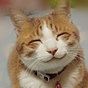 udolele's profile picture. A monkey with a plan.