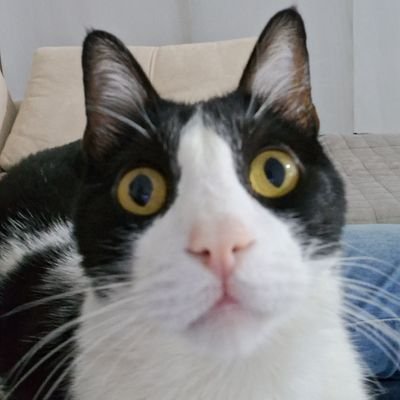 MauroVargas93's profile picture. 