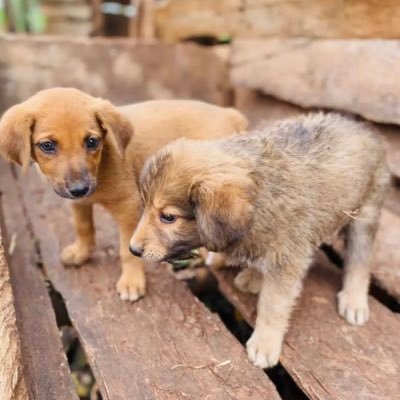 Our aim is to reduce the number of dogs suffering and dying because of no food,no shelter,no medical care,and we are calling for your helping hands