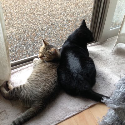 rubikuutaemin's profile picture. 猫好き💕　(趣味) ヨガ　編み物　韓国ドラマ鑑賞　藤井風、SHINee大好き❤❤❤