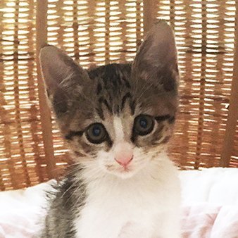 U1_PLAMO's profile picture. 筆塗り＆飛行機モデルをメインでゆるっと制作してます。