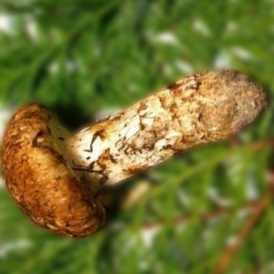 Tatsunosa_Mada's profile picture. 修行を開始します。(◔ิε◔ิ)
しばらくはアナログ生活をします。(:D)┓