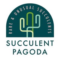 Succulent Pagoda(@SucculentPagoda) 's Twitter Profile Photo