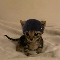 🐈 Smol Cat(@OneSmolCat) 's Twitter Profile Photo