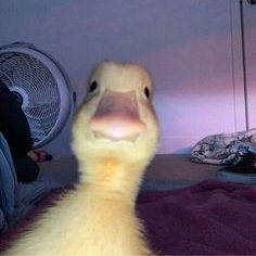 hussain1985aa's profile picture. Just a meme person