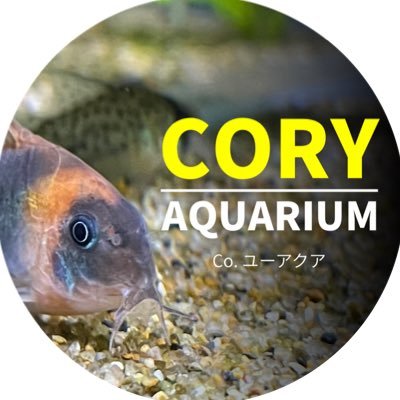 熱帯魚（コリドラスやテトラなど）を飼育中🐟YouTubeにてコリドラスをメインに動画をアップしています。毎週金曜17:00更新↓