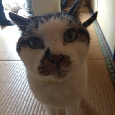 コテツさんのプロフィール画像