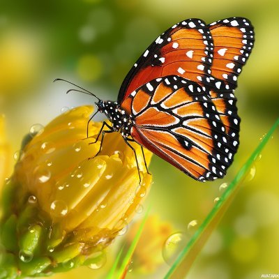 tyzivaydrafiom's profile picture. kenzo