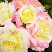 Karen Velez (@velez_kare93567) 's Twitter Profile