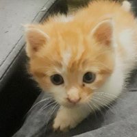 Stefa_nee (@stephscip) 's Twitter Profile