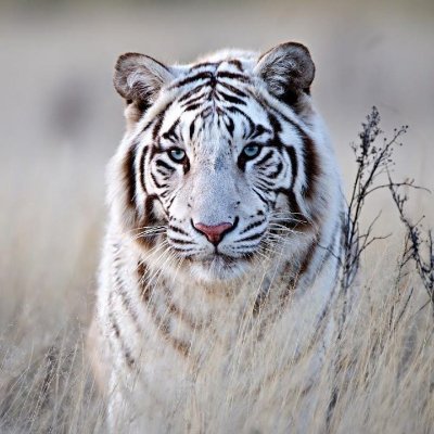 zibonoghiponmas's profile picture. very