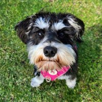 Shayna The Miniature Schnauzer(@ShaynaSchnauzer) 's Twitter Profile Photo