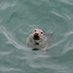 Gemma (@anthrozoogem) Twitter profile photo Gemma (@anthrozoogem) Twitter profile photo