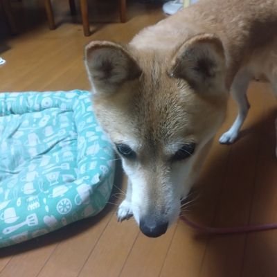 武蔵家綾瀬mokaの飼い主！