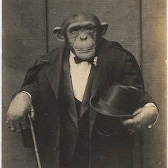 Prolific member of the Monkey Cabal | Old (Said in a derogatory manner)