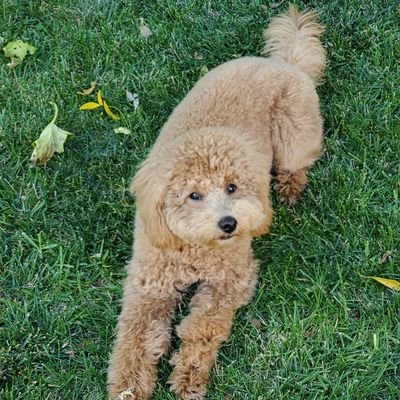 I'm Cooper, a Mini Goldendoodle 💙 I like bones, toys, ripping the furniture, and playing.  This page is in loving remembrance to my big sisfur Amelia 🌈