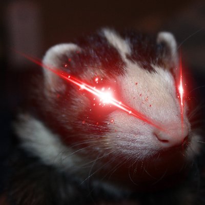 Literally the Sock Account of a Ferret | Anarchist | Ferret Owner | Mutualist | Computer Science Degree | Tech Guy @Fakertarians