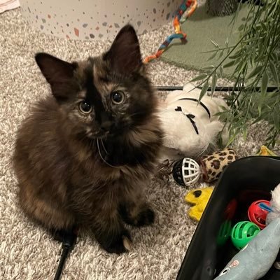 LizaBialy's profile picture. 