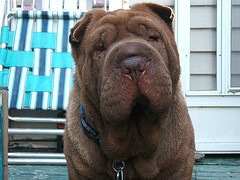 Cocoasharpei's profile picture. MISSING!!!  Shar-pei dog
Still Missing!! 2016