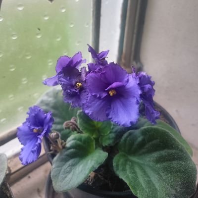 IvanRoux6219's profile picture. 