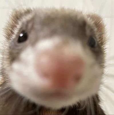 Pazuelle's profile picture. i like nsfw (⁠•⁠﹏⁠•⁠)