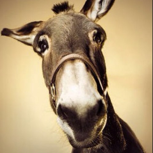 rafpocho's profile picture. 