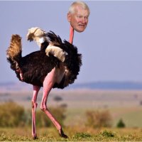 Steve the Ostrich(@Steve_Ostrich) 's Twitter Profile Photo
