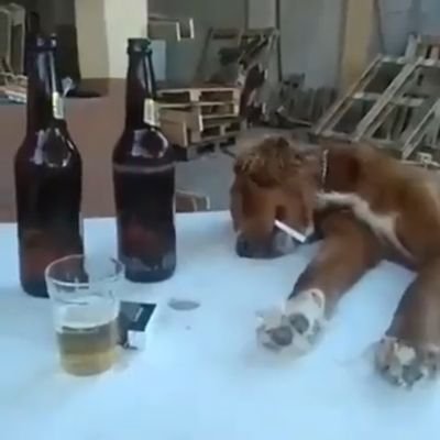 irmaodojoell's profile picture. Agnosthesia