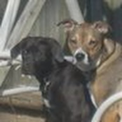 dewolf_kev29479's profile picture. 